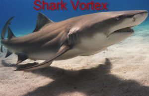 Shark Vortex