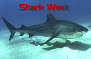 Tigershark - Shark Week